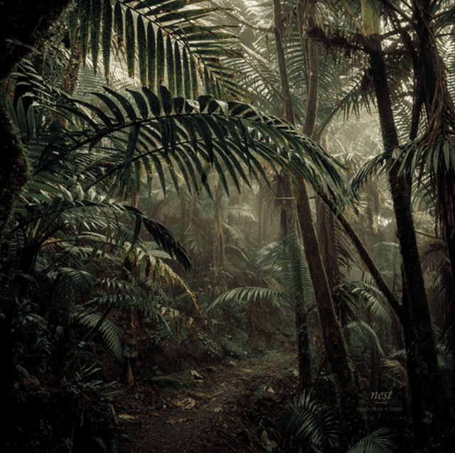 pixel jungle